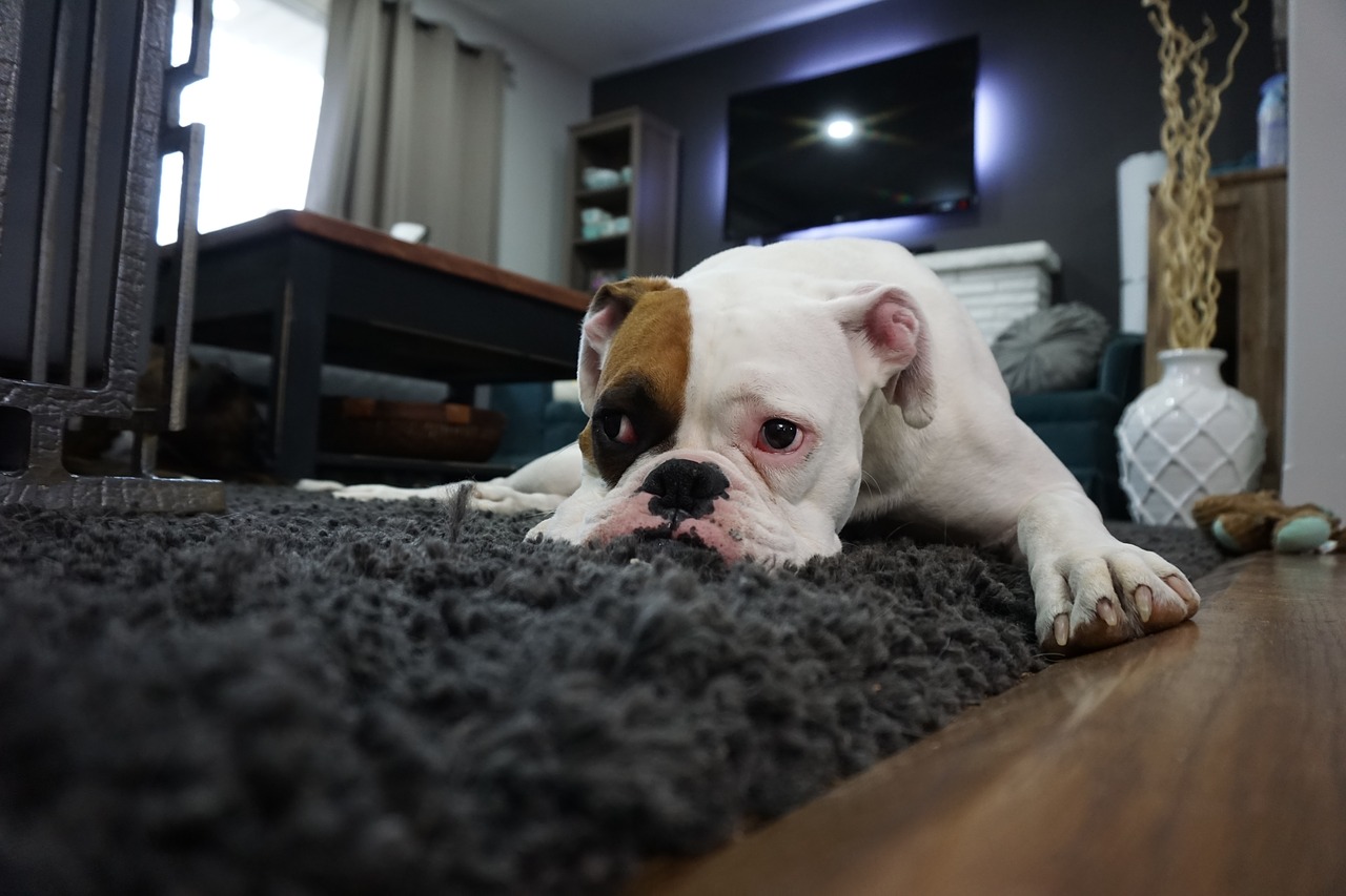 Boxer Dog